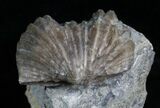 Platystrophia Brachiopod Fossil From Kentucky #5763-1